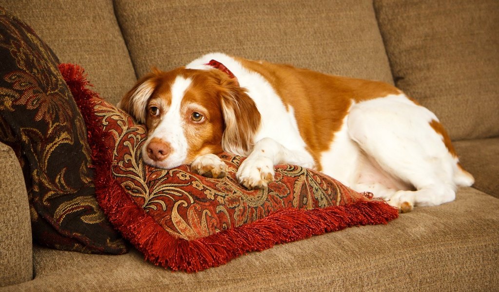 Обои подушки, собака, лежит, отдыхает, диван, спаниель, бретонский эпаньоль, эпаньоль, pillow, dog, lies, resting, sofa, spaniel, the brittany разрешение 2700x1800 Загрузить