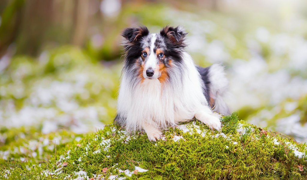 Обои портрет, взгляд, собака, боке, шелти, шетландская овчарка, portrait, look, dog, bokeh, sheltie, shetland sheepdog разрешение 4903x3269 Загрузить