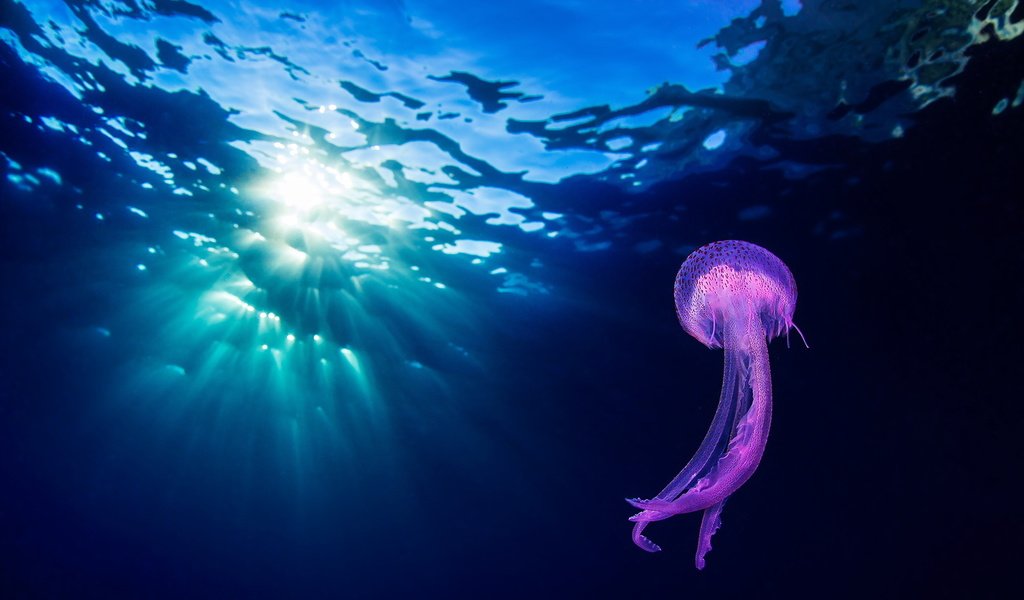 Обои природа, море, океан, медуза, подводный мир, nature, sea, the ocean, medusa, underwater world разрешение 1999x1243 Загрузить