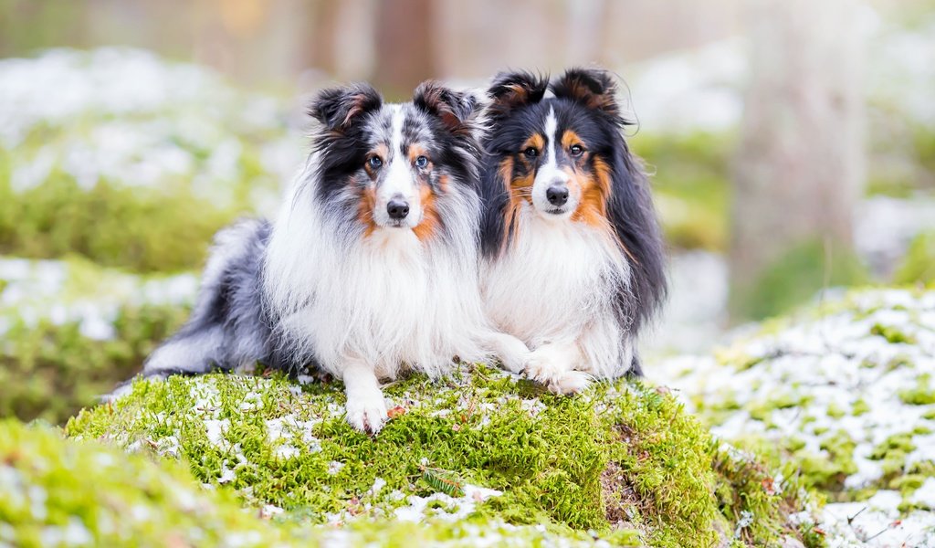 Обои природа, парочка, собаки, шелти, шетландская овчарка, nature, a couple, dogs, sheltie, shetland sheepdog разрешение 3600x2400 Загрузить