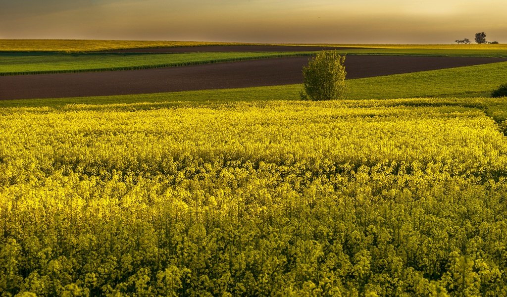 Обои цветы, поля, горизонт, желтые, рапс, flowers, field, horizon, yellow, rape разрешение 3000x2000 Загрузить
