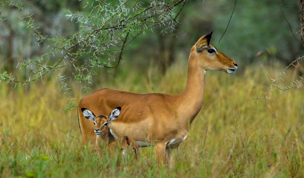 Обои ребенок, серенгети, мать, антилопы, танзания, child, serengeti, mother, antelope, tanzania разрешение 1920x1200 Загрузить