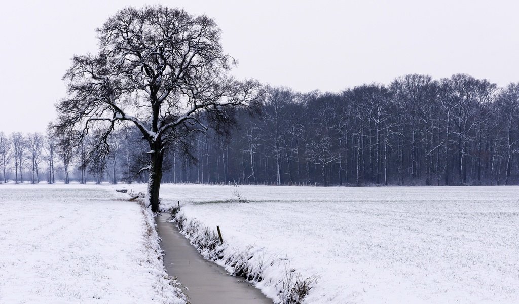 Обои река, снег, дерево, лес, зима, поле, чёрно-белое, river, snow, tree, forest, winter, field, black and white разрешение 2560x1706 Загрузить