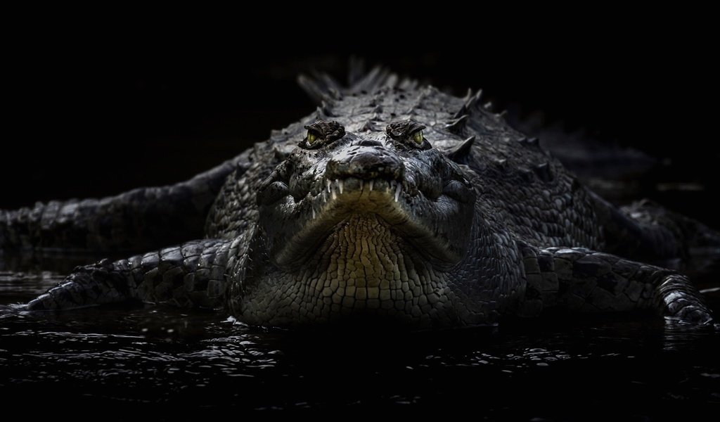 Обои черный фон, крокодил, рептилия, пресмыкающееся, острорылый крокодил, black background, crocodile, reptile, american crocodile разрешение 1920x1102 Загрузить