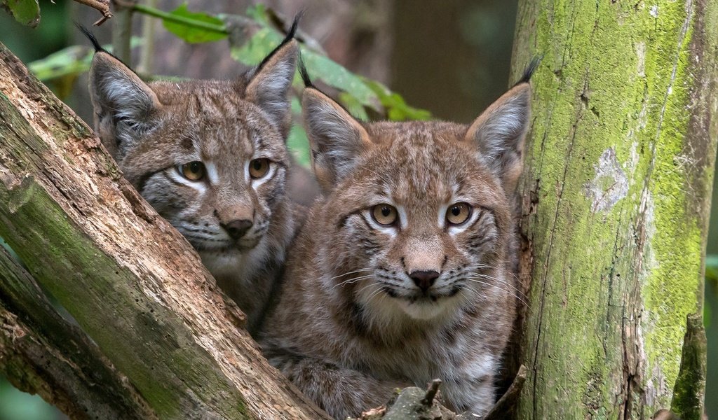 Обои рысь, взгляд, пара, дикая кошка, lynx, look, pair, wild cat разрешение 1920x1231 Загрузить