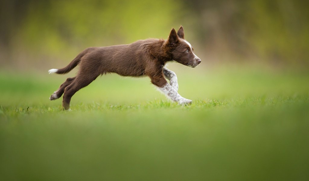 Обои щенок, травка, бег, коричневый, бордер-колли, tissaia, puppy, weed, running, brown, the border collie разрешение 2048x1365 Загрузить