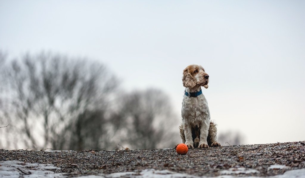 Обои собака, друг, мяч, спаниель, кокер-спаниель, christina sepúlveda, dog, each, the ball, spaniel, cocker spaniel разрешение 2048x1365 Загрузить