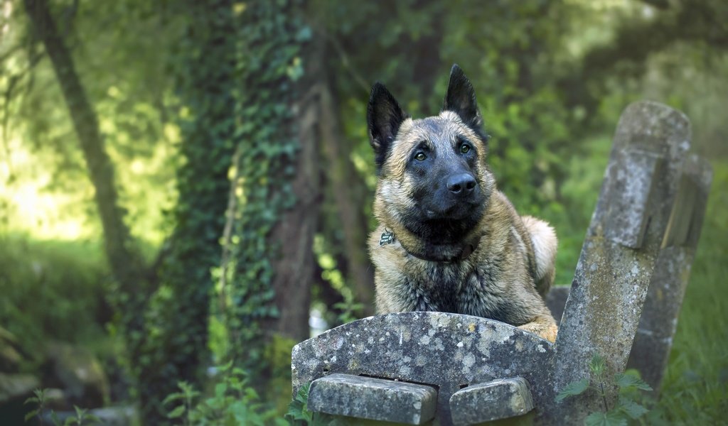 Обои собака, друг, скамья, лорд, малинуа, бельгийская овчарка, elodie renault, dog, each, bench, lord, malinois, belgian shepherd разрешение 2560x1505 Загрузить