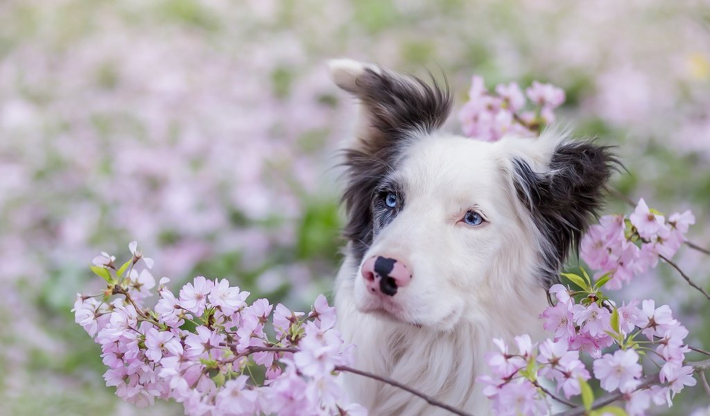 Обои глаза, взгляд, собака, весна, друг, бордер-колли, eyes, look, dog, spring, each, the border collie разрешение 2048x1234 Загрузить