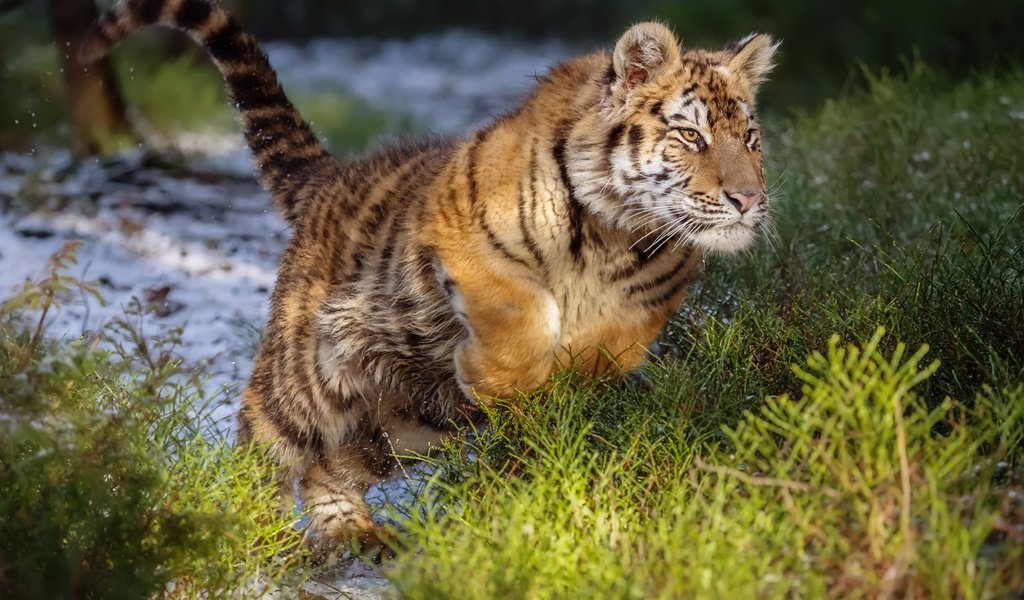 Обои тигр, прыжок, дикая кошка, амурский тигр, tiger, jump, wild cat, the amur tiger разрешение 2000x1429 Загрузить