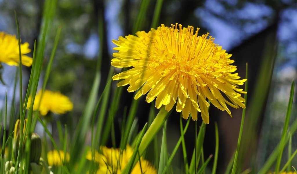 Обои цветы, трава, одуванчики, желтые, flowers, grass, dandelions, yellow разрешение 2048x1360 Загрузить