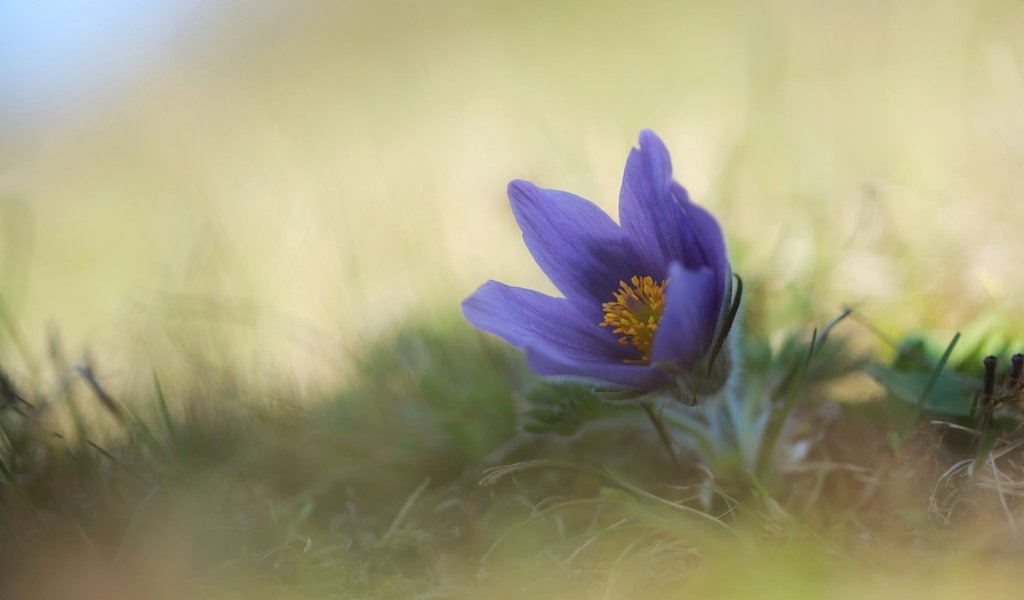 Обои цветок, весна, анемон, сон-трава, прострел, flower, spring, anemone, sleep-grass, cross разрешение 2048x1365 Загрузить