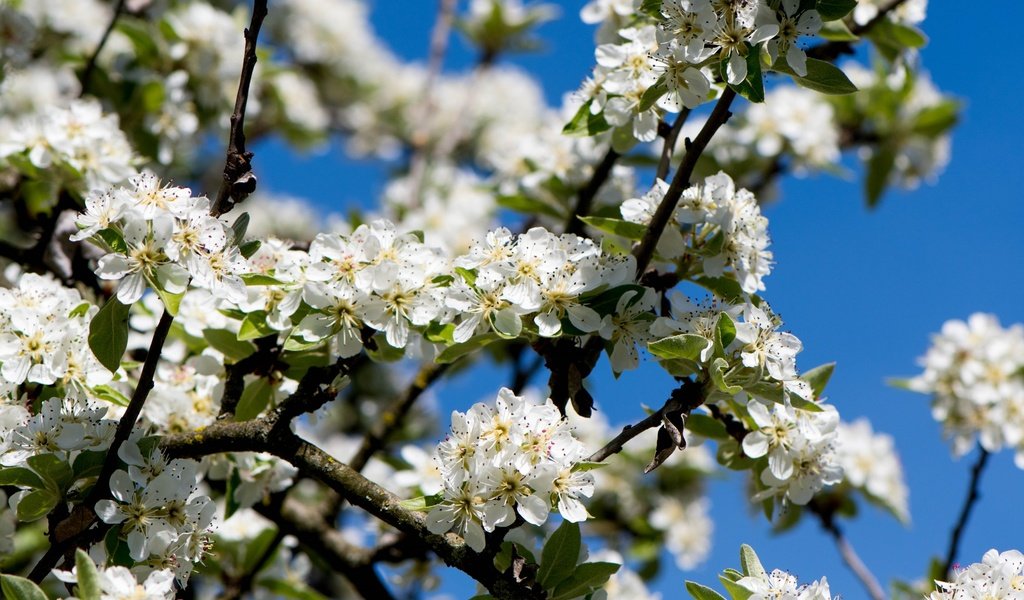 Обои небо, ветка, дерево, цветение, весна, вишня, the sky, branch, tree, flowering, spring, cherry разрешение 3000x2000 Загрузить