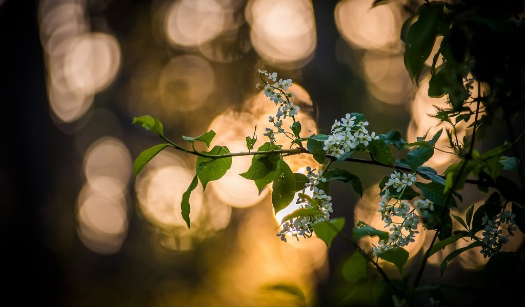 Обои ветка, дерево, цветение, листья, весна, черемуха, branch, tree, flowering, leaves, spring, cherry разрешение 2560x1708 Загрузить