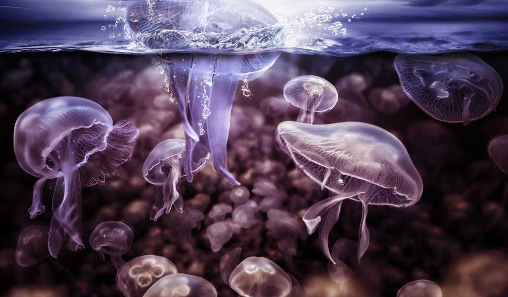 Обои вода, всплеск, медузы, подводный мир, щупальцы, water, splash, jellyfish, underwater world, the tentacles разрешение 2000x1429 Загрузить
