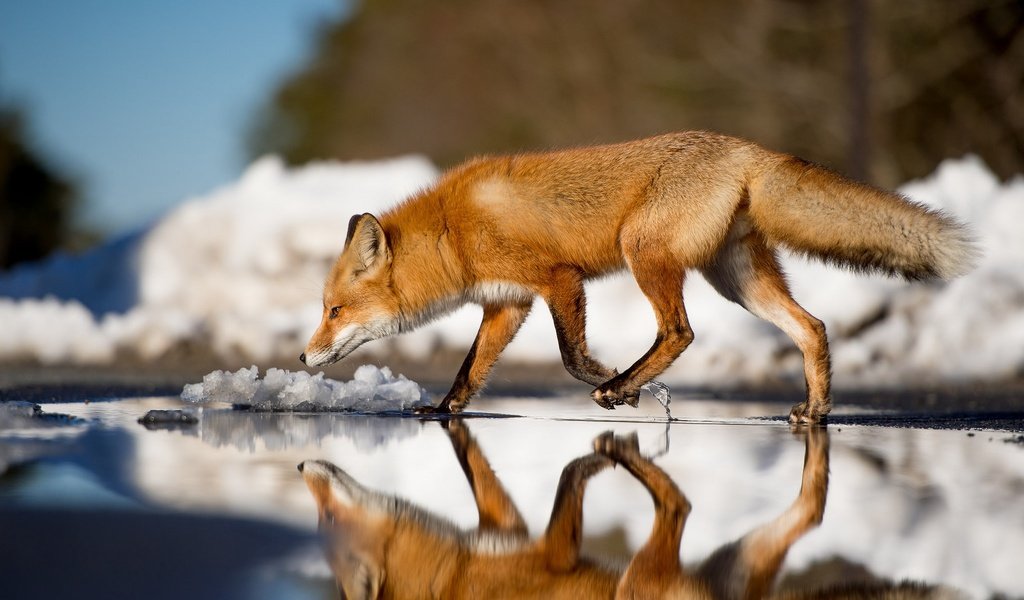 Обои вода, зима, отражение, лиса, лисица, животное, хвост, water, winter, reflection, fox, animal, tail разрешение 2048x1363 Загрузить