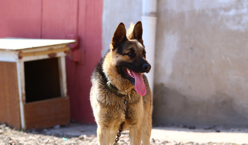 Обои взгляд, собака, язык, немецкая овчарка, овчарка, look, dog, language, german shepherd, shepherd разрешение 1920x1280 Загрузить