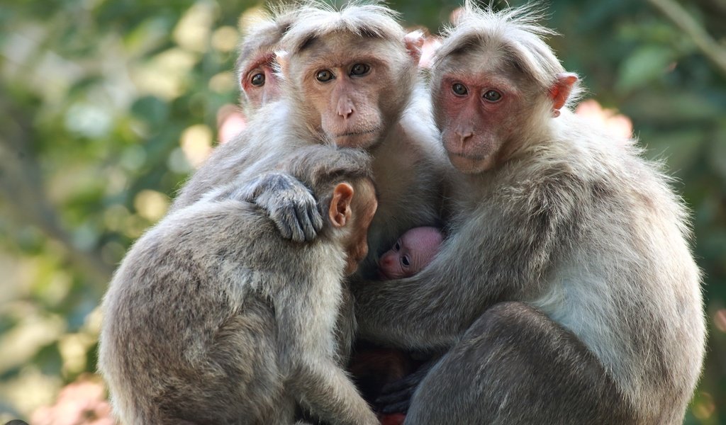 Обои взгляд, семья, детеныш, обезьяны, японские макаки, sujesh sm, look, family, cub, monkey, japanese macaque разрешение 2554x1600 Загрузить