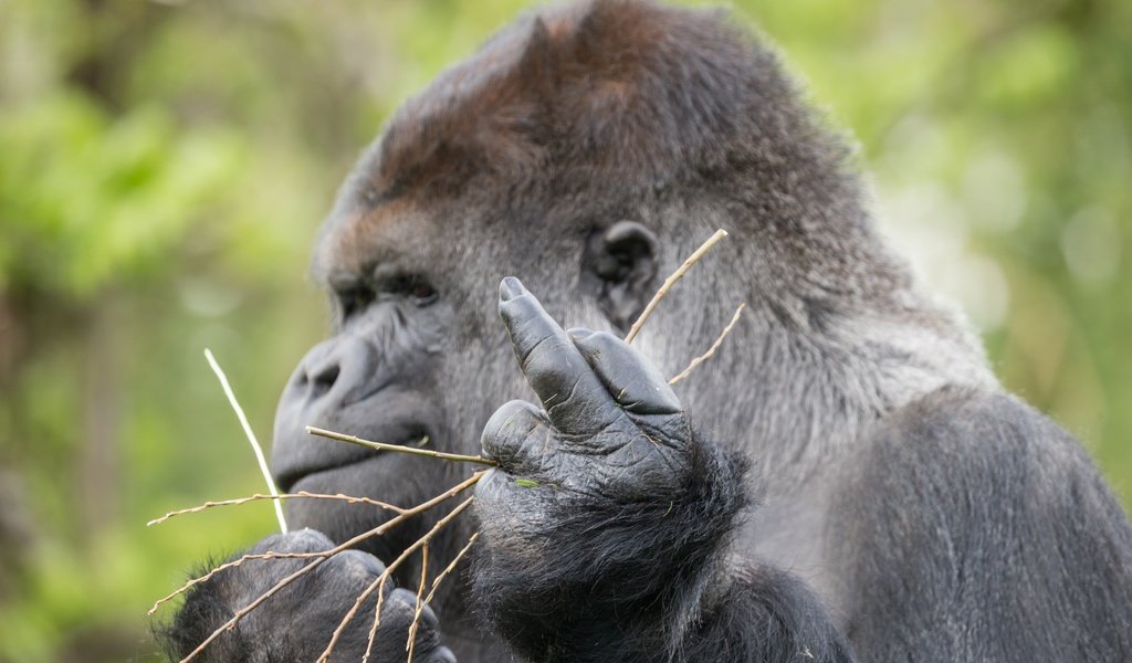 Обои профиль, знак, обезьяна, жест, горилла, примат, profile, sign, monkey, gesture, gorilla, the primacy of разрешение 5184x3456 Загрузить