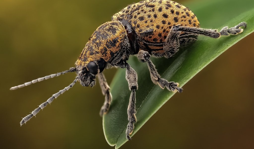 Обои жук, макро, насекомое, усы, лапки, листоед, beetle, macro, insect, mustache, legs, the leaf beetle разрешение 2048x1365 Загрузить