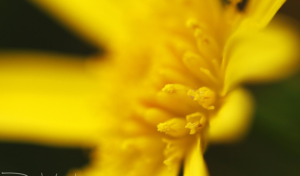 Обои желтый, макро, цветок, лепестки, тычинки, davide lopresti, yellow, macro, flower, petals, stamens разрешение 2000x1333 Загрузить