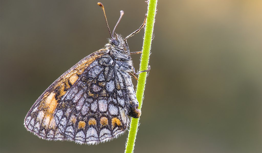 Обои природа, насекомое, фон, бабочка, стебель, davide lopresti, шашечница, nature, insect, background, butterfly, stem, the metalmark разрешение 2000x1333 Загрузить