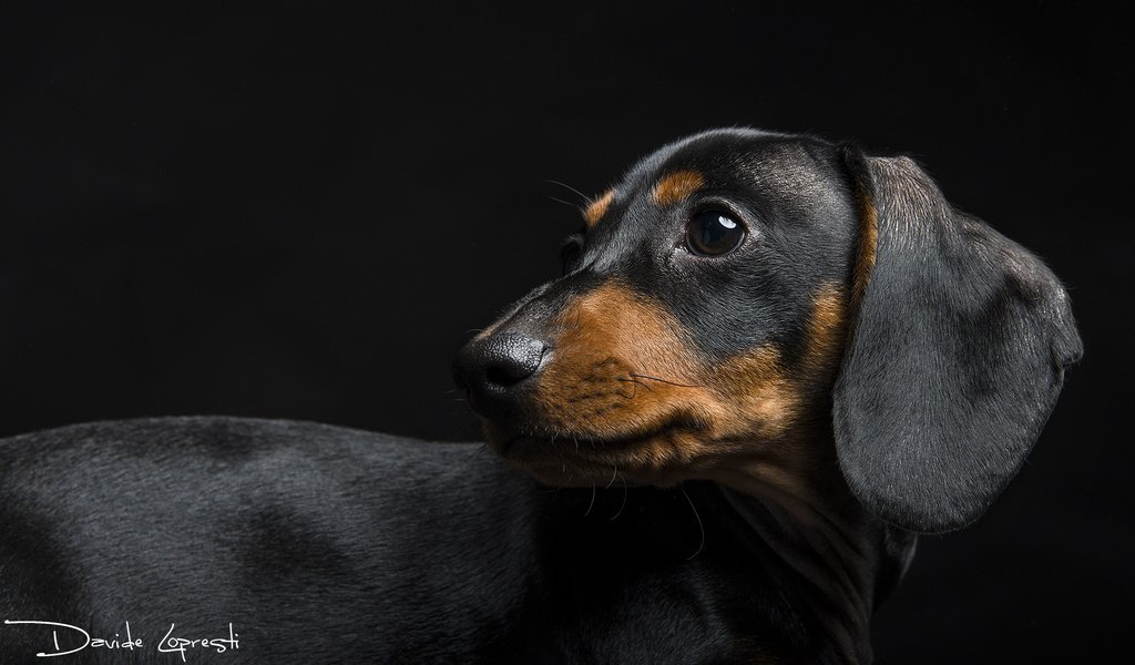 Обои мордочка, взгляд, собака, черный фон, уши, такса, davide lopresti, гладкошёрстный, muzzle, look, dog, black background, ears, dachshund разрешение 2000x1153 Загрузить