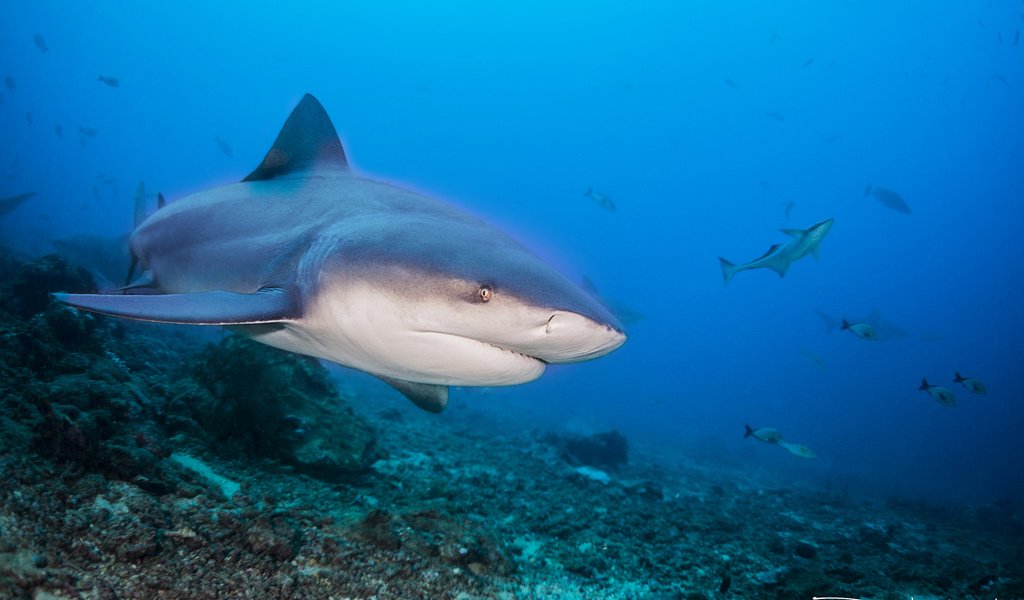 Обои море, рыбы, океан, акула, подводный мир, davide lopresti, sea, fish, the ocean, shark, underwater world разрешение 2000x1333 Загрузить