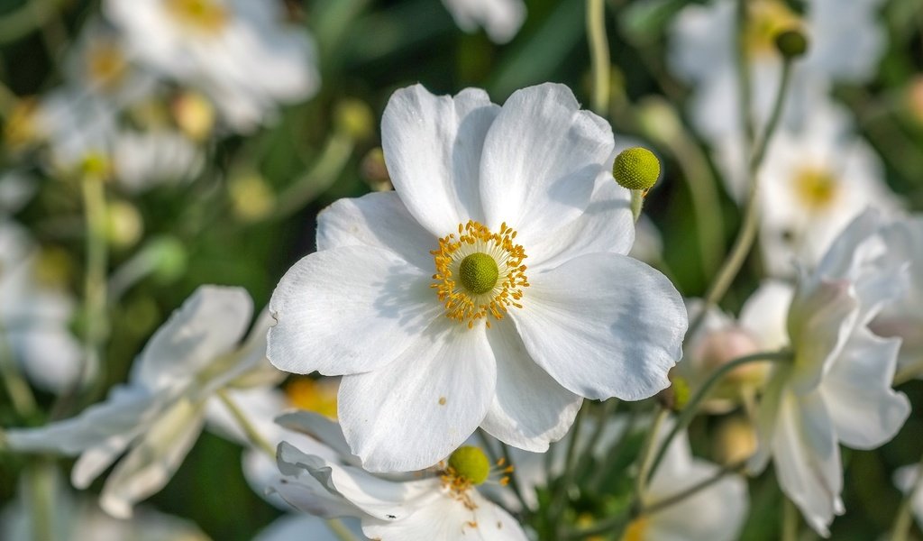Обои цветы, макро, лепестки, белые, анемоны, ветреница, flowers, macro, petals, white, anemones, anemone разрешение 4006x2482 Загрузить