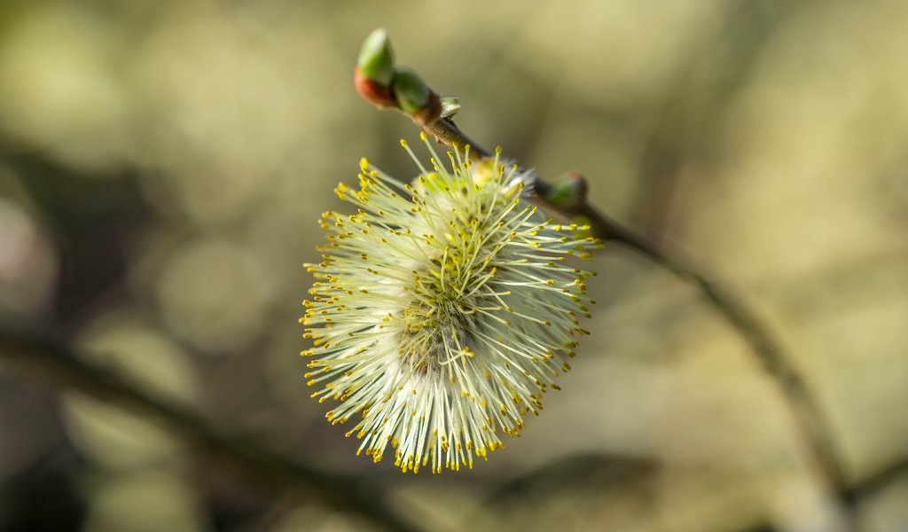 Обои ветка, природа, фон, размытость, весна, верба, branch, nature, background, blur, spring, verba разрешение 4896x2760 Загрузить