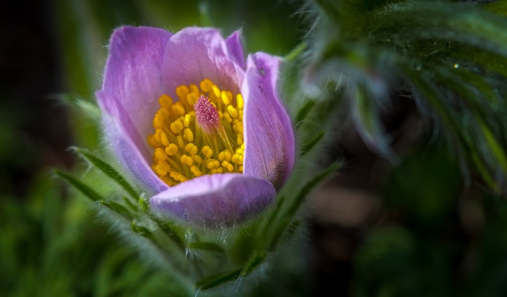 Обои цветок, весна, сон-трава, прострел, flower, spring, sleep-grass, cross разрешение 4029x2536 Загрузить