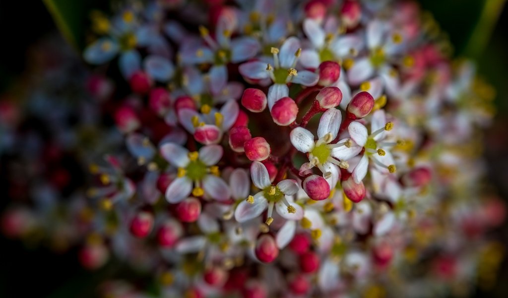 Обои цветы, природа, цветение, фон, весна, flowers, nature, flowering, background, spring разрешение 4896x2760 Загрузить