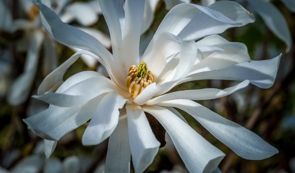 Обои цветы, цветение, весна, белые, магнолия, jazzmatica, flowers, flowering, spring, white, magnolia разрешение 4896x2760 Загрузить