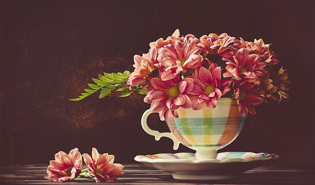 Обои цветы, блюдце, чашка, хризантемы, flowers, saucer, cup, chrysanthemum разрешение 2048x1367 Загрузить