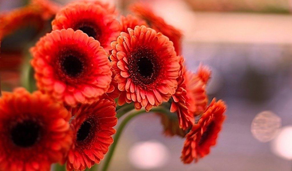 Обои цветы, лепестки, красные, герберы, flowers, petals, red, gerbera разрешение 1920x1292 Загрузить