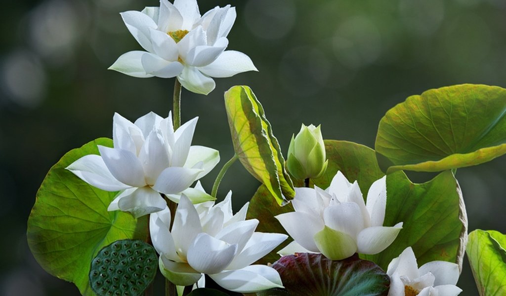 Обои цветы, листья, лотосы, боке, flowers, leaves, lotus, bokeh разрешение 2048x1740 Загрузить
