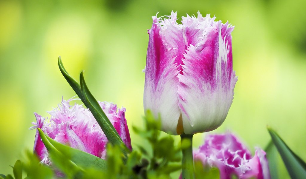 Обои цветы, листья, макро, весна, тюльпаны, flowers, leaves, macro, spring, tulips разрешение 4166x3032 Загрузить