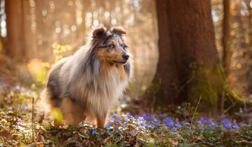 Обои цветы, природа, лес, собака, весна, шелти, sabine fallend, flowers, nature, forest, dog, spring, sheltie разрешение 1920x1150 Загрузить