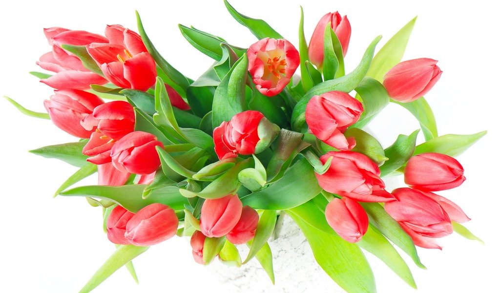 Обои цветы, букет, тюльпаны, белый фон, flowers, bouquet, tulips, white background разрешение 3872x2816 Загрузить