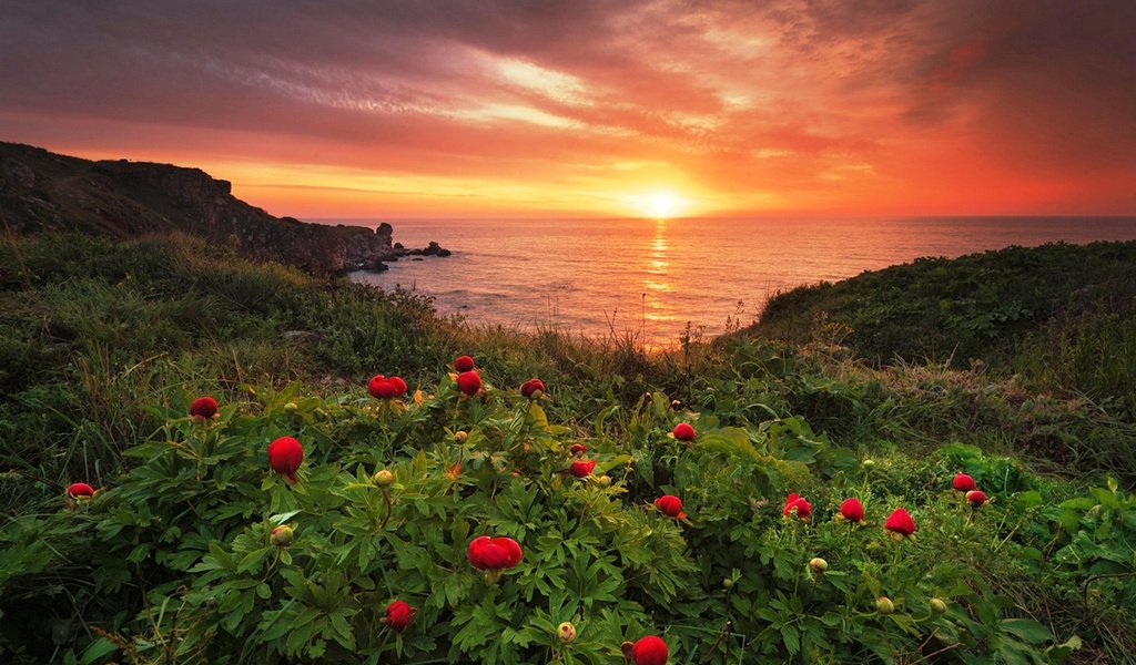 Обои цветы, вода, рассвет, побережье, дикие, пионы, болгария, milen dobrev, flowers, water, dawn, coast, wild, peonies, bulgaria разрешение 1920x1282 Загрузить