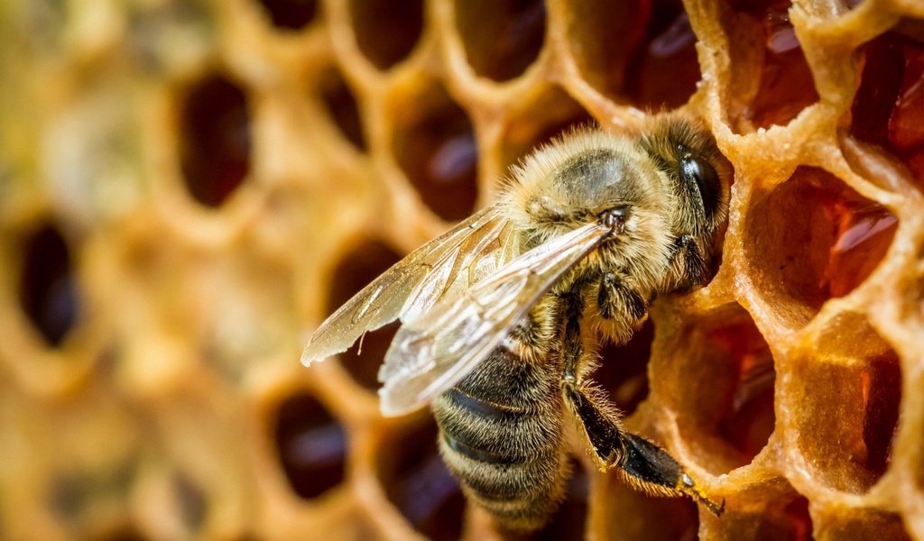 Обои насекомое, соты, пчела, мед, крупным планом, insect, cell, bee, honey, closeup разрешение 1920x1080 Загрузить