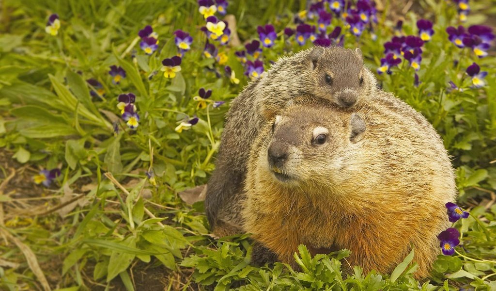 Обои сша, грызун, миннесота, луговые собачки, usa, rodent, mn, prairie dogs разрешение 1920x1080 Загрузить