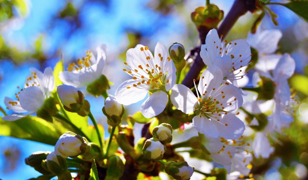 Обои ветка, цветение, бутон, черешня, весна, branch, flowering, bud, cherry, spring разрешение 4608x3072 Загрузить