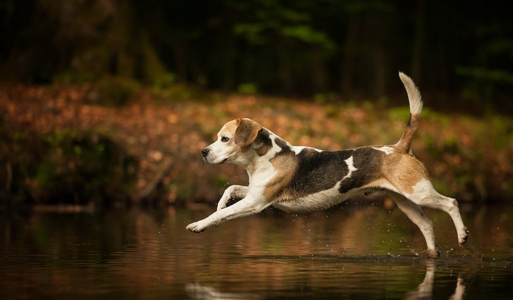 Обои вода, собака, брызги, бег, хвост, бигль, water, dog, squirt, running, tail, beagle разрешение 1920x1200 Загрузить