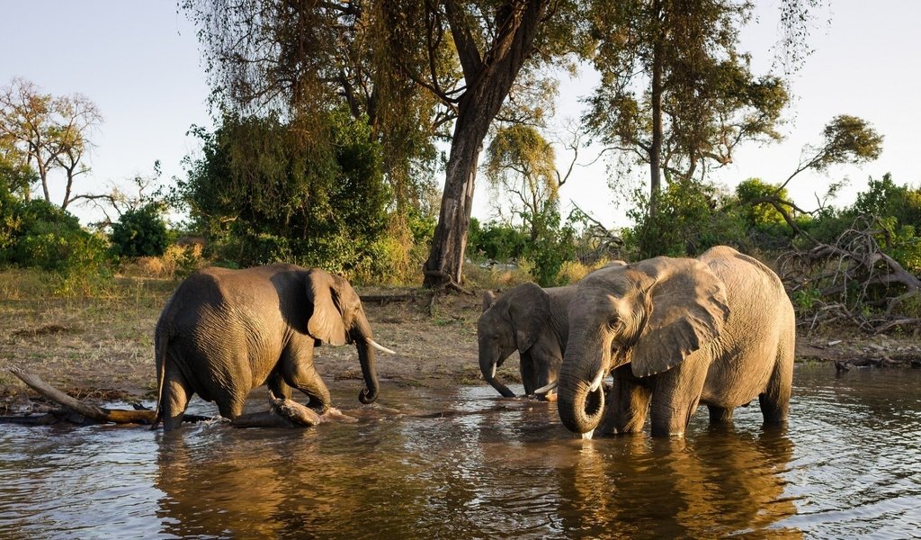 Обои животные, слон, семья, слоны, водопой, полив, animals, elephant, family, elephants, drink, watering разрешение 1920x1080 Загрузить