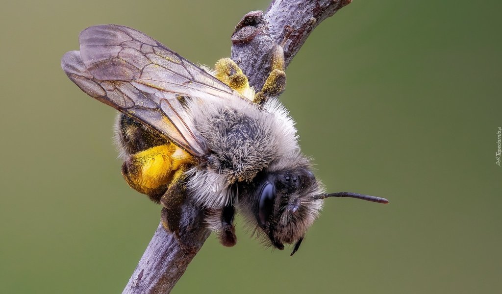 Обои природа, макро, насекомое, фон, крылья, усики, пчела, nature, macro, insect, background, wings, antennae, bee разрешение 2048x1365 Загрузить