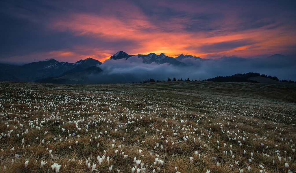 Обои цветы, трава, горы, туман, поле, blooming dawn, flowers, grass, mountains, fog, field разрешение 2500x1667 Загрузить