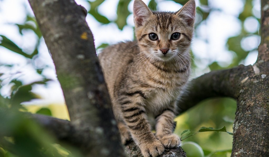 Обои глаза, дерево, кот, мордочка, ветки, кошка, взгляд, котенок, eyes, tree, cat, muzzle, branches, look, kitty разрешение 2048x1280 Загрузить