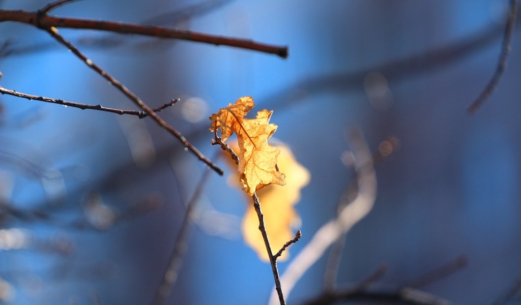 Обои природа, листья, фон, листок, осень, дуб, веточки, nature, leaves, background, leaf, autumn, oak, twigs разрешение 1920x1280 Загрузить