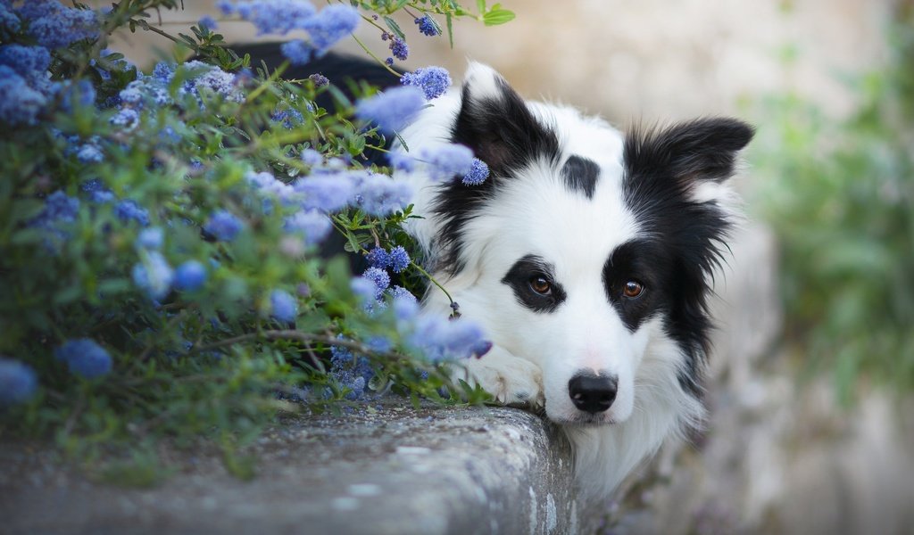 Обои морда, цветы, взгляд, собака, бордер-колли, face, flowers, look, dog, the border collie разрешение 2048x1152 Загрузить